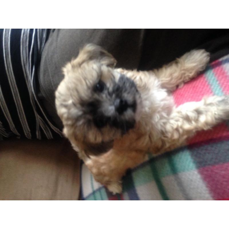 La'chon puppies