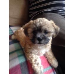 La'chon puppies