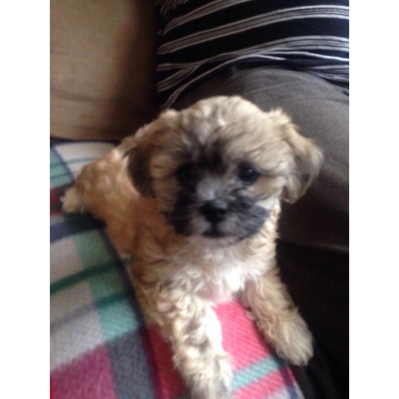 La'chon puppies