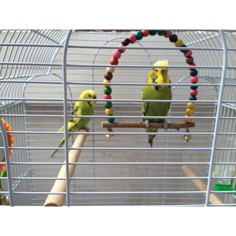 Budgies
