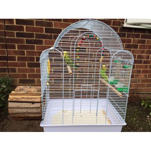 Budgies