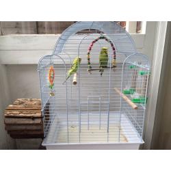 Budgies