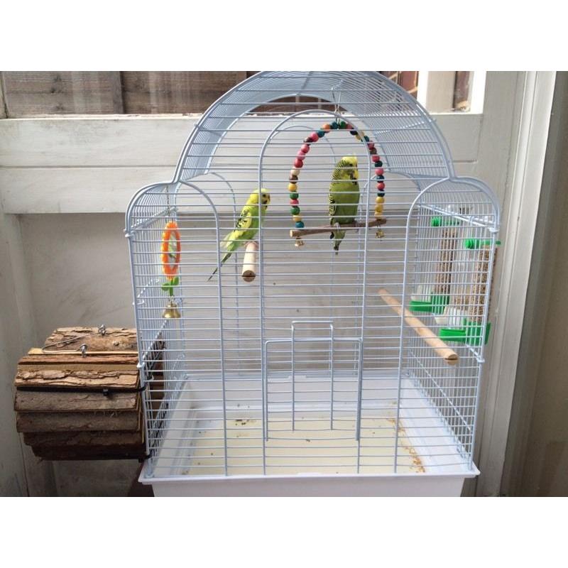 Budgies