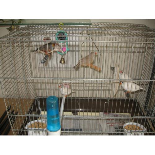 zebra finches