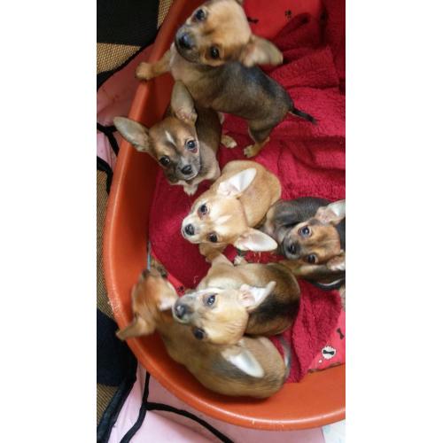 gorgeous chihuahuah pups for sale