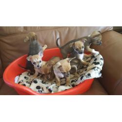 gorgeous chihuahuah pups for sale