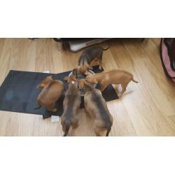 gorgeous chihuahuah pups for sale