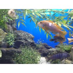 Mbuna cichlids