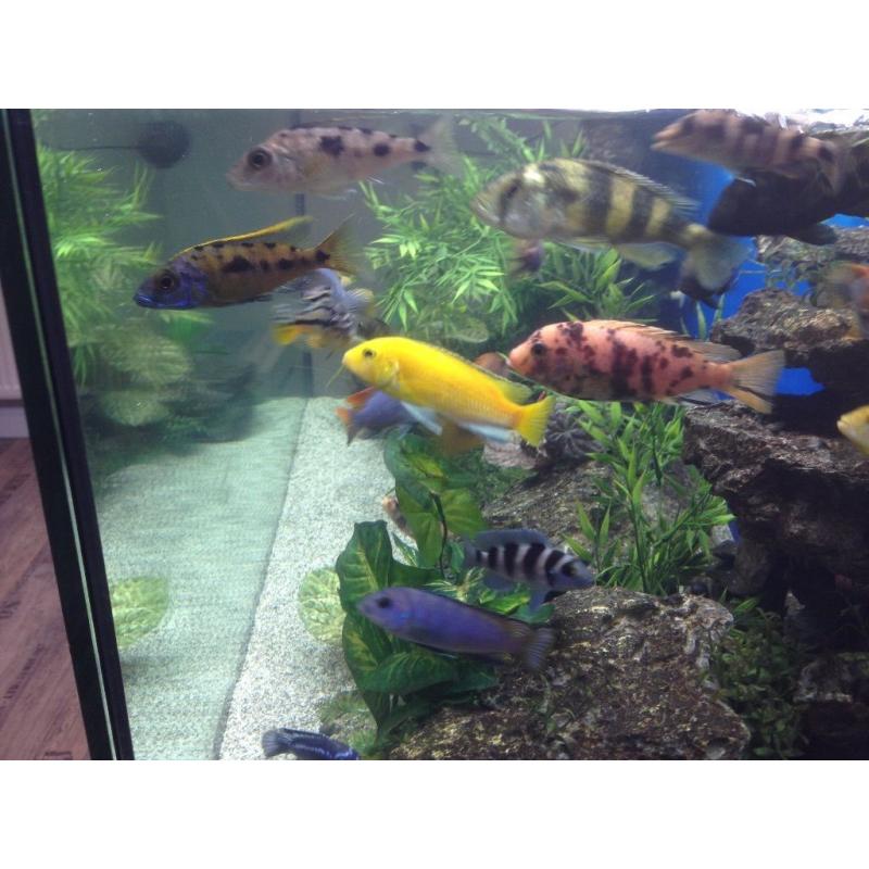Mbuna cichlids