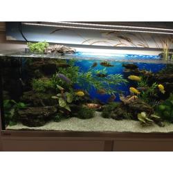 Mbuna cichlids