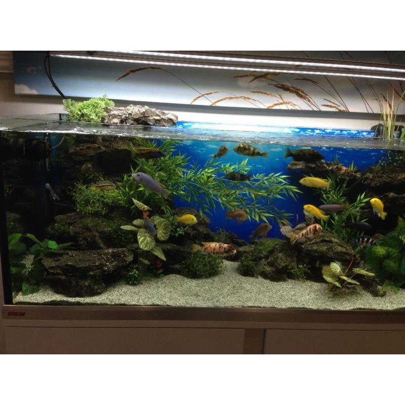 Mbuna cichlids