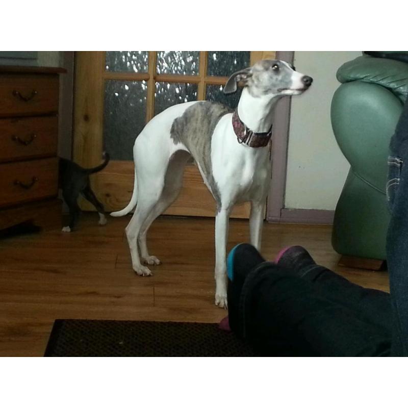 Whippet bitch