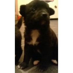 Pomchi puppies-3 left