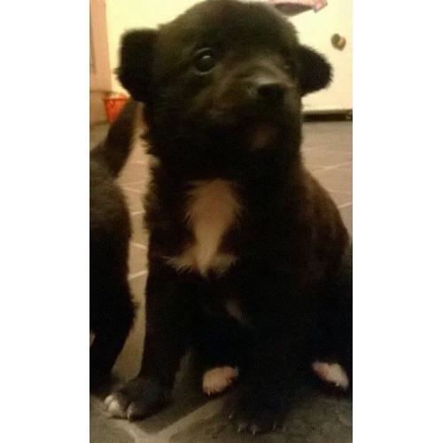 Pomchi puppies-3 left