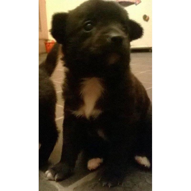 Pomchi puppies-3 left