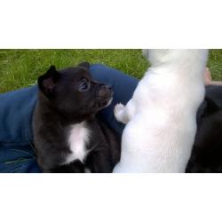 Pomchi puppies-3 left