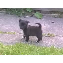 Pomchi puppies-3 left