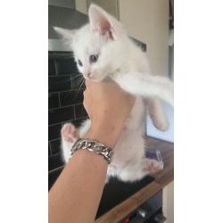 2 pure white and 2 black kittens