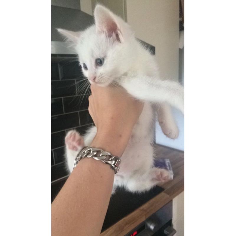 2 pure white and 2 black kittens