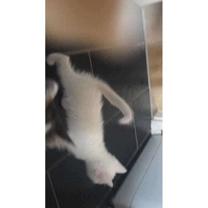 2 pure white and 2 black kittens