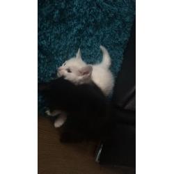 2 pure white and 2 black kittens