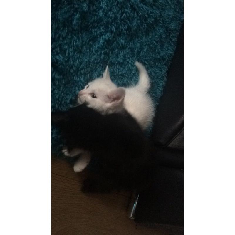 2 pure white and 2 black kittens