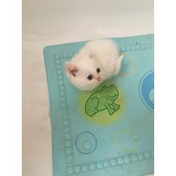 Persian cross ragdoll kitten
