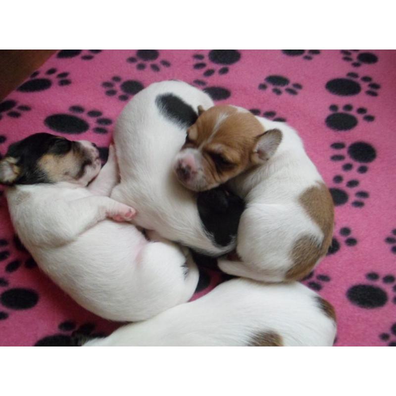 Beautiful, healthy Jack Russell pups for sale. First litter of well-loved family pet.