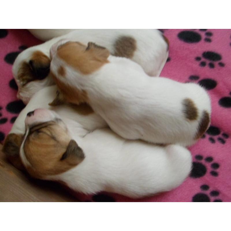 Beautiful, healthy Jack Russell pups for sale. First litter of well-loved family pet.