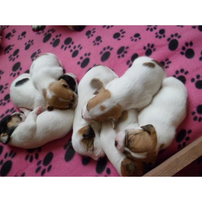 Beautiful, healthy Jack Russell pups for sale. First litter of well-loved family pet.