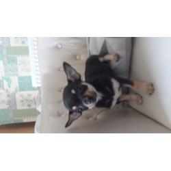 Speical offer small Chihuahuas boy & girls