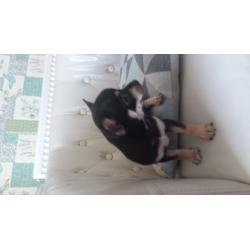 Speical offer small Chihuahuas boy & girls