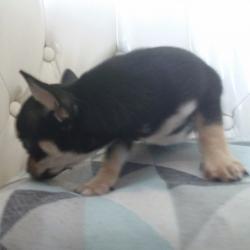 Speical offer small Chihuahuas boy & girls