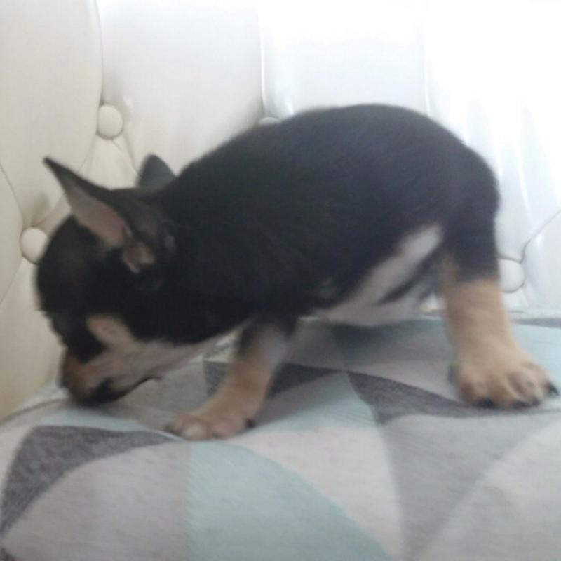 Speical offer small Chihuahuas boy & girls