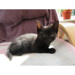 Cute kitten ready to new home now.