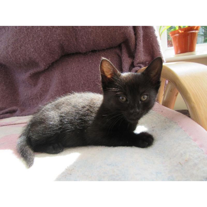 Cute kitten ready to new home now.