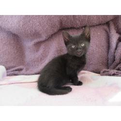 Cute kitten ready to new home now.