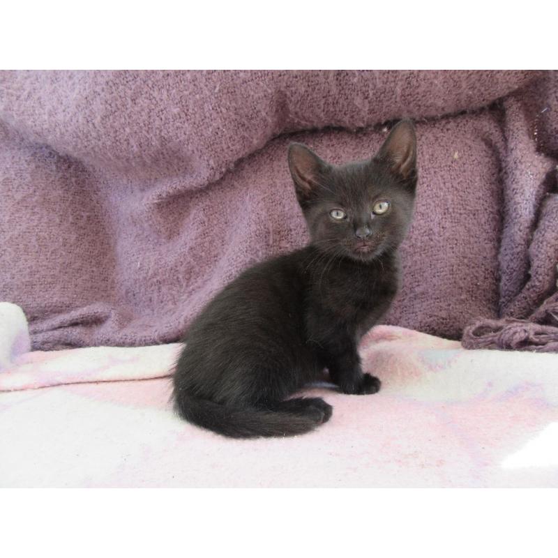 Cute kitten ready to new home now.