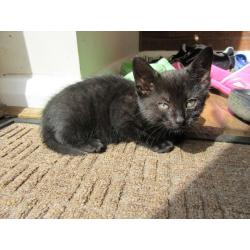 Cute kitten ready to new home now.