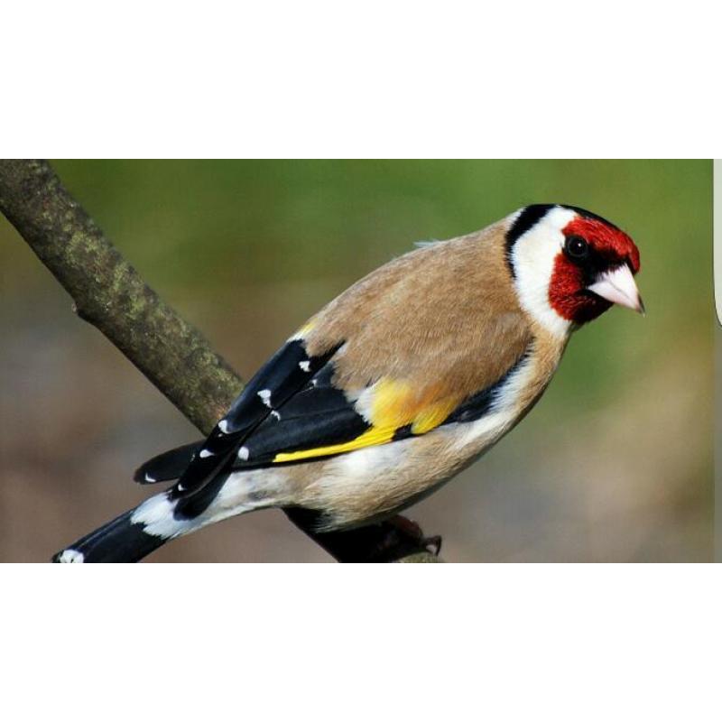 Goldfinch