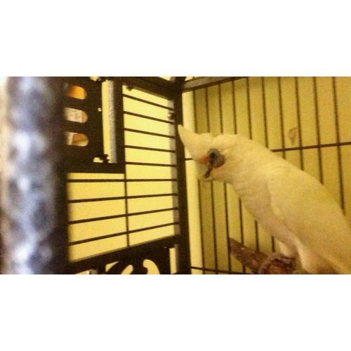 Cockatoo + cage