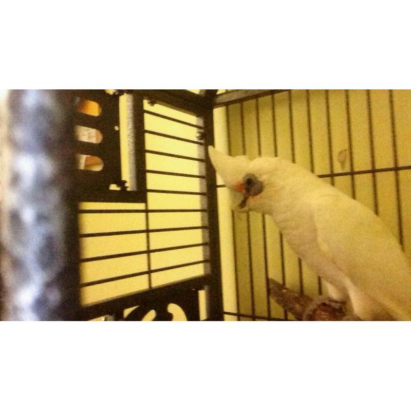 Cockatoo + cage