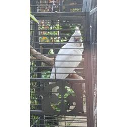 Cockatoo + cage