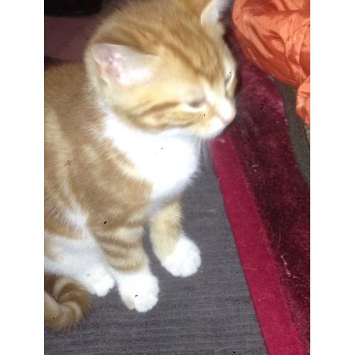 Ginger kittens for sale