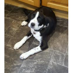 Male labrador cross collie born 9 Feb 2016