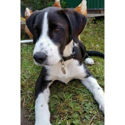 Male labrador cross collie born 9 Feb 2016