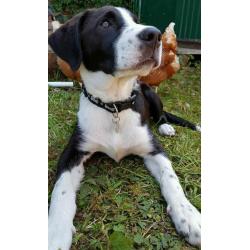 Male labrador cross collie born 9 Feb 2016