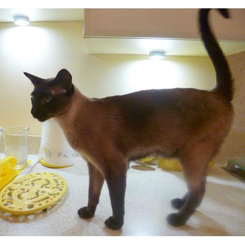 My precious Male Tonkinese is Missing. Please help if you can.