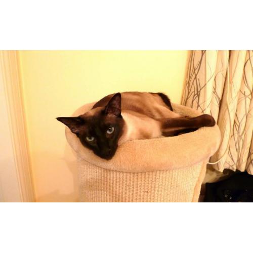 My precious Male Tonkinese is Missing. Please help if you can.
