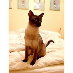 My precious Male Tonkinese is Missing. Please help if you can.